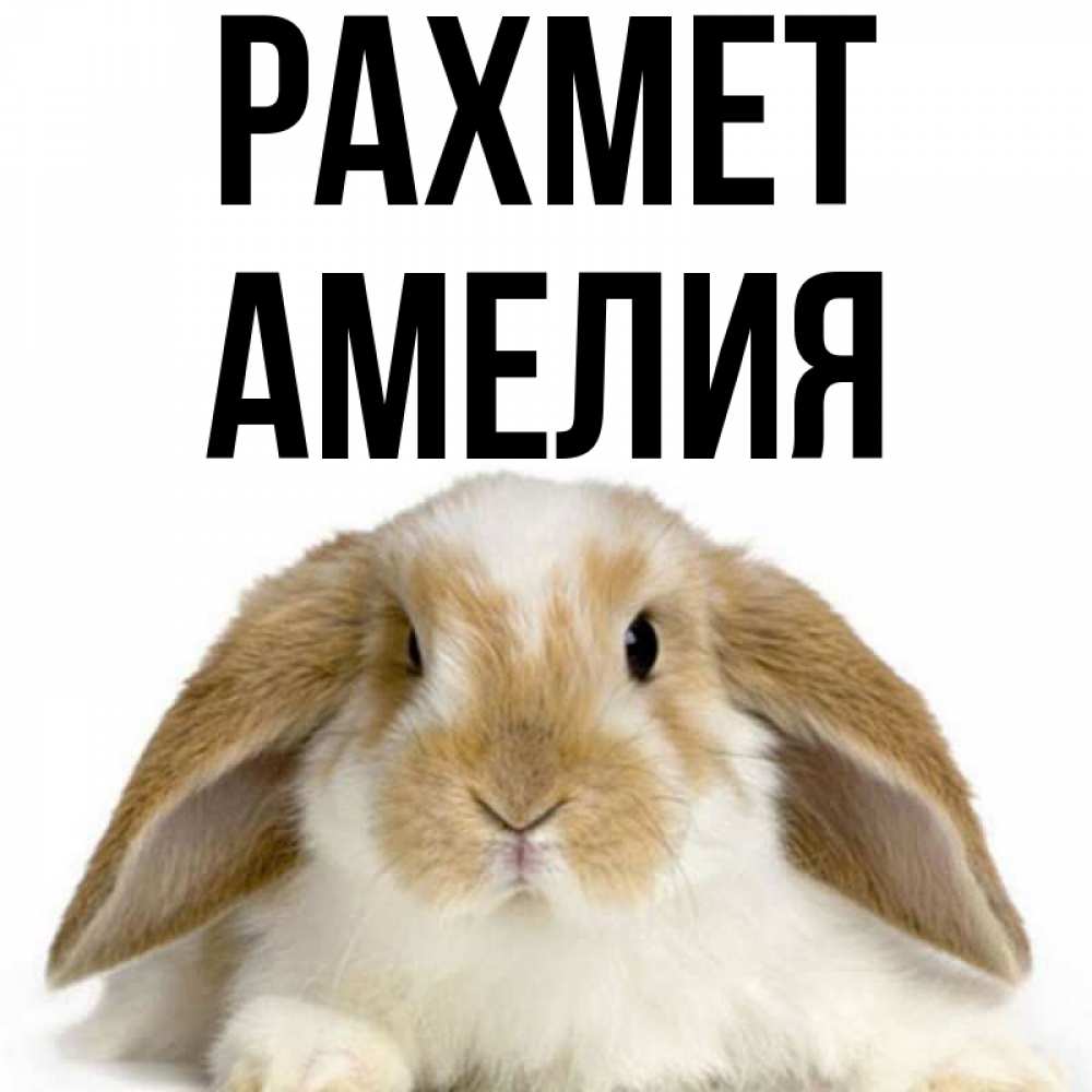 Күн сайын ашық хат с именем, Амелия рахмет коричнево белый заяц Онлайн тегін жүктеп алу тілектері бар керемет карта 