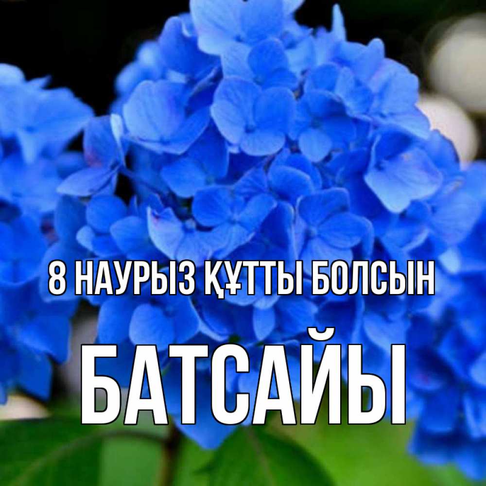 Күн сайын ашық хат с именем, Батсайы 8 наурыз құтты болсын синие цветы Онлайн тегін жүктеп алу тілектері бар керемет карта 