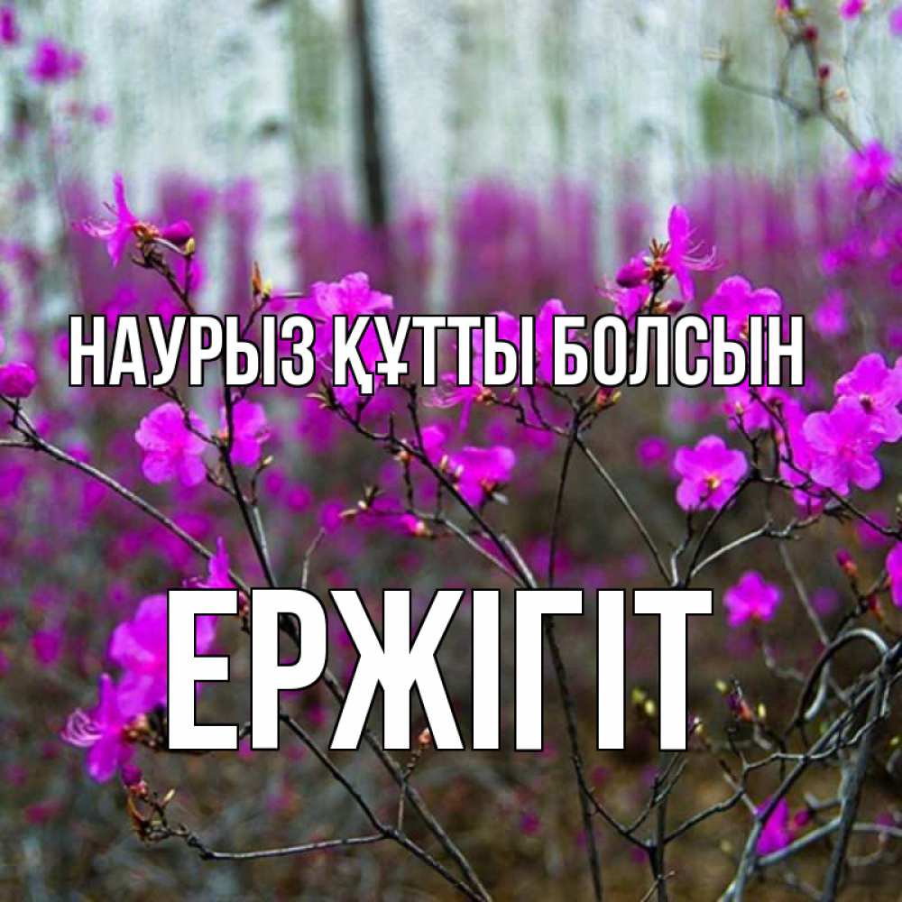 Күн сайын ашық хат с именем, Ержігіт Наурыз құтты болсын дикие цветы Онлайн тегін жүктеп алу тілектері бар керемет карта 