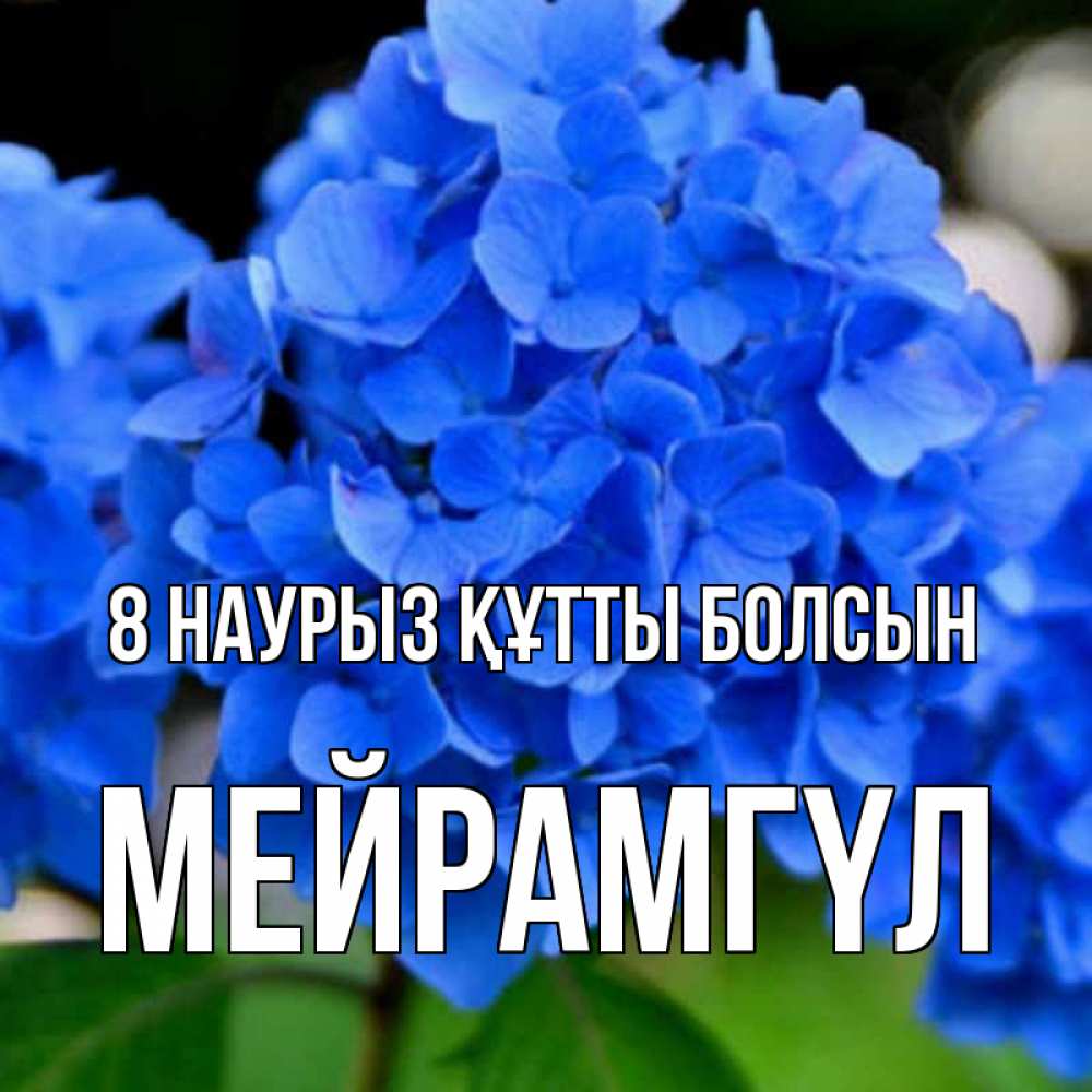 Күн сайын ашық хат с именем, МЕЙРАМГҮЛ 8 наурыз құтты болсын синие цветы Онлайн тегін жүктеп алу тілектері бар керемет карта 