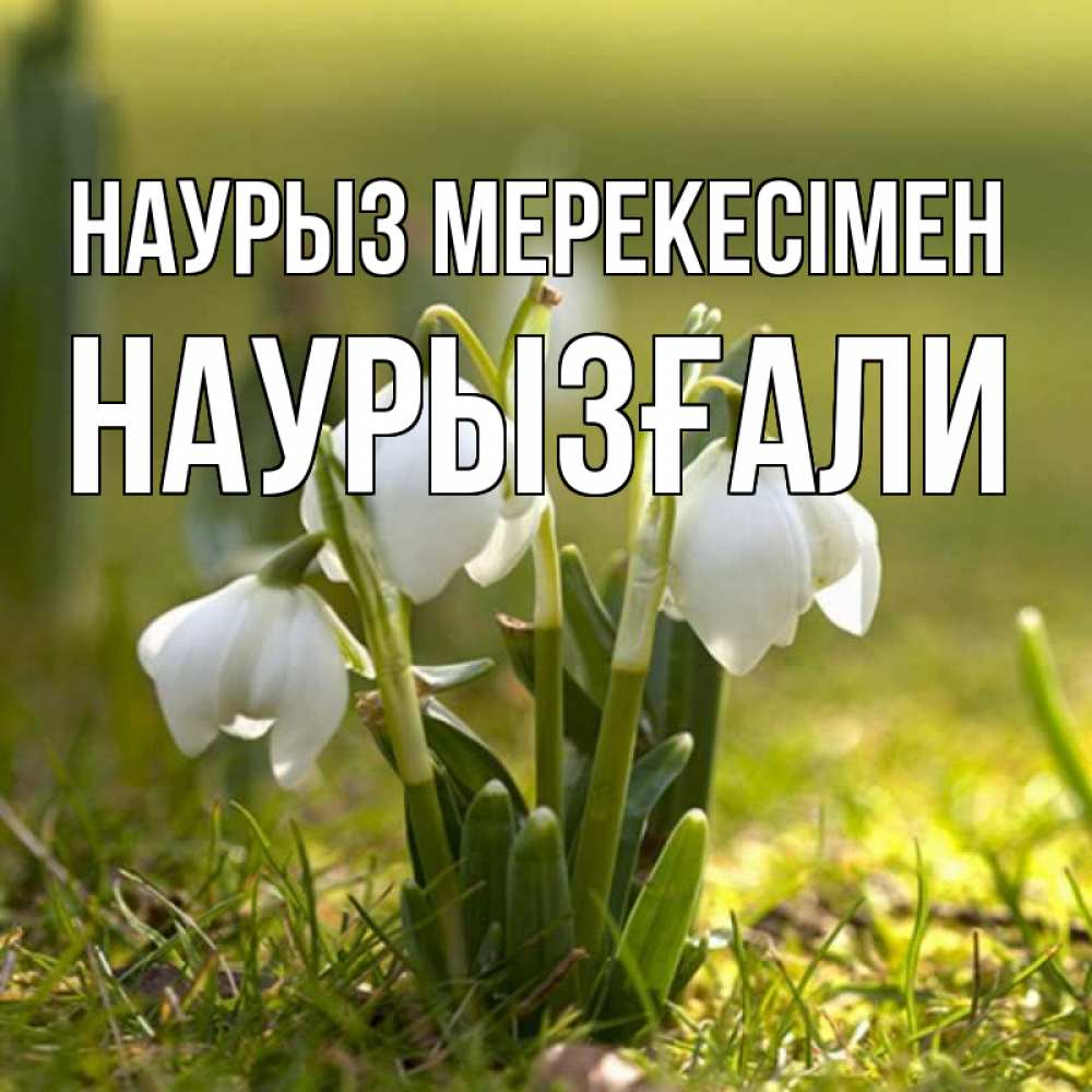 Күн сайын ашық хат с именем, Наурызғали Наурыз мерекесімен ранние цветы 2 Онлайн тегін жүктеп алу тілектері бар керемет карта 