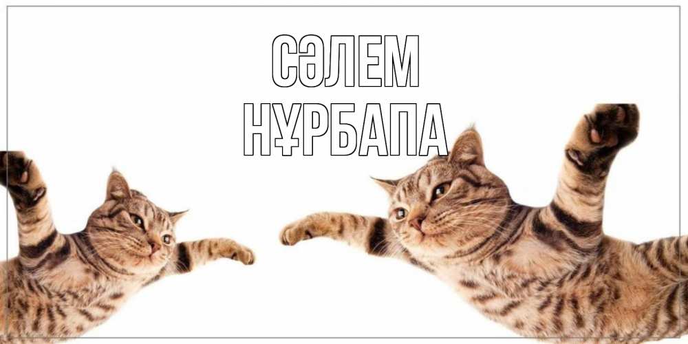 Күн сайын ашық хат с именем, НҰРБАПА Сәлем кот Онлайн тегін жүктеп алу тілектері бар керемет карта 