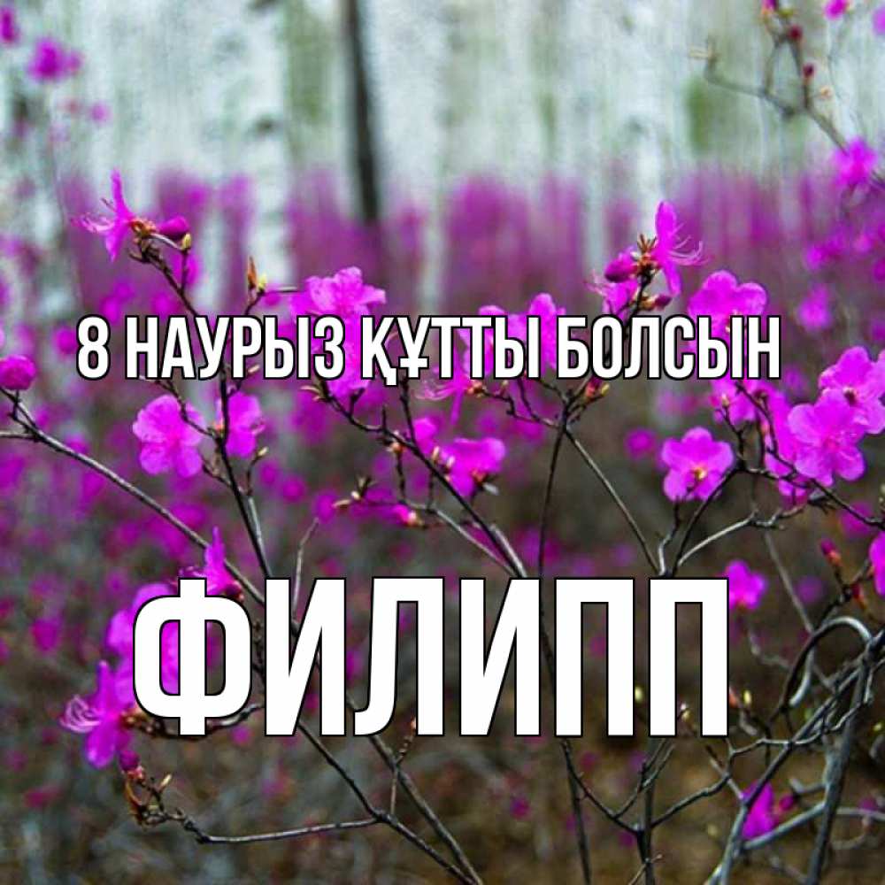 Күн сайын ашық хат с именем, Филипп 8 наурыз құтты болсын дикие цветы Онлайн тегін жүктеп алу тілектері бар керемет карта 