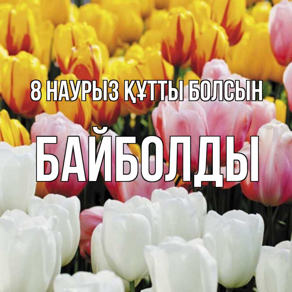 Күн сайын ашық хат с именем, Байболды 8 наурыз құтты болсын разноцветные цветы Онлайн тегін жүктеп алу тілектері бар керемет карта 