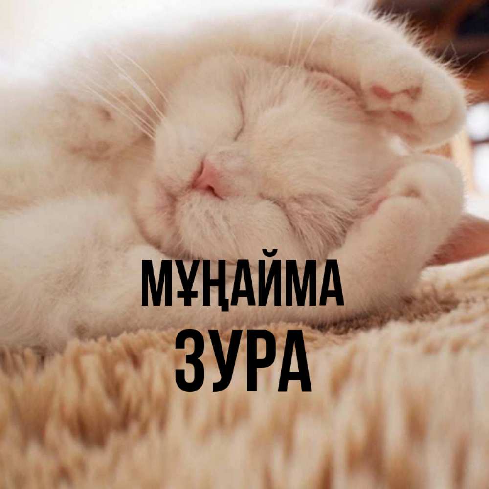Күн сайын ашық хат с именем, ЗУРА Мұңайма Котенок спит Онлайн тегін жүктеп алу тілектері бар керемет карта 