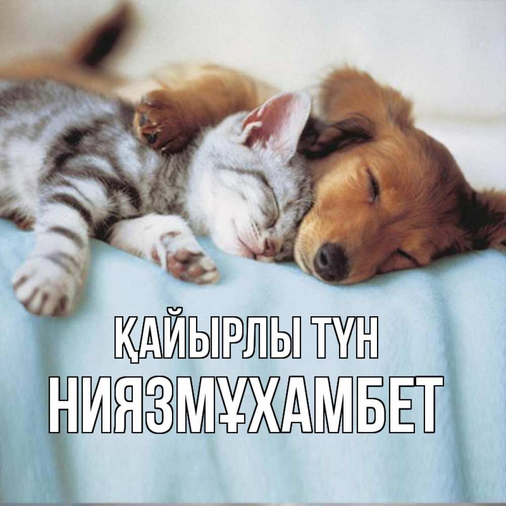 Күн сайын ашық хат с именем, НИЯЗМҰХАМБЕТ Қайырлы түн с животными Онлайн тегін жүктеп алу тілектері бар керемет карта 