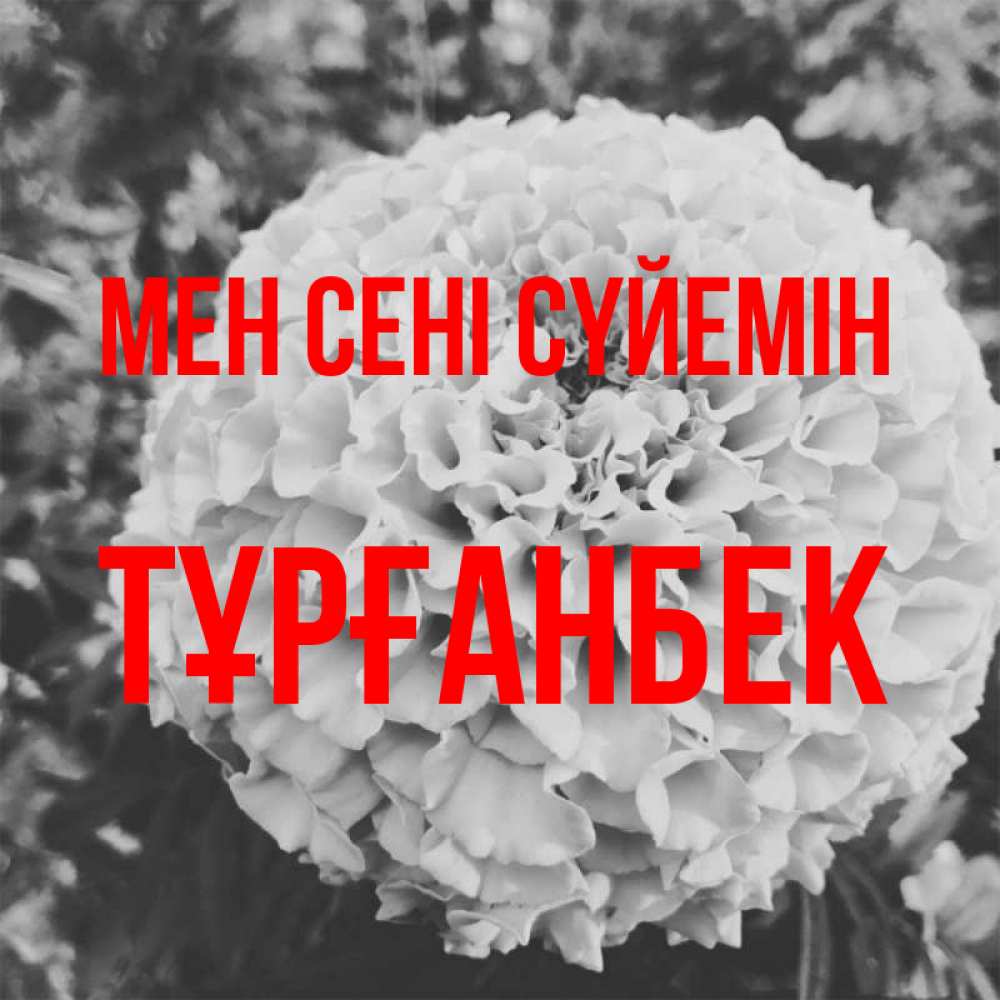 Күн сайын ашық хат с именем, ТҰРҒАНБЕК Мен сені сүйемін подпись Онлайн тегін жүктеп алу тілектері бар керемет карта 