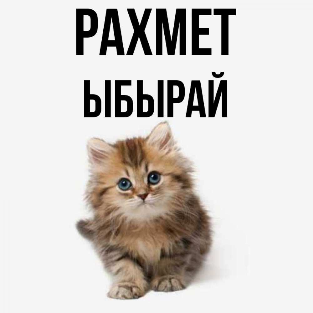 Күн сайын ашық хат с именем, ЫБЫРАЙ рахмет пушистый котик Онлайн тегін жүктеп алу тілектері бар керемет карта 