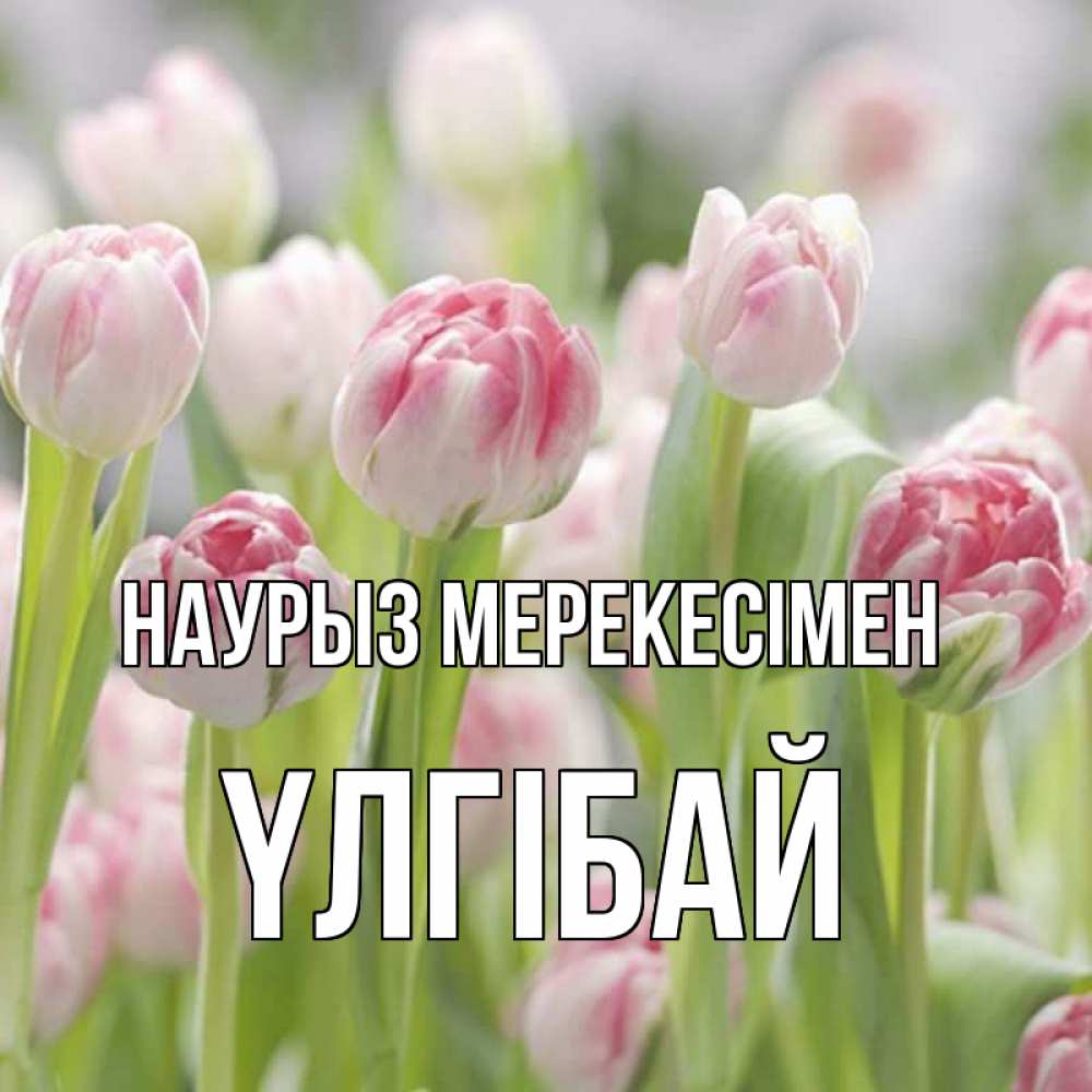 Күн сайын ашық хат с именем, ҮЛГІБАЙ Наурыз мерекесімен цветы Онлайн тегін жүктеп алу тілектері бар керемет карта 