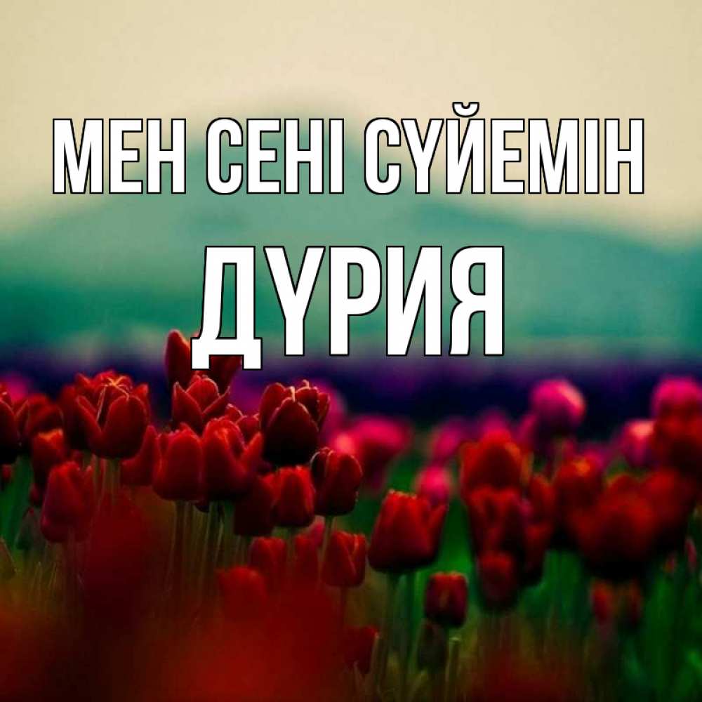 Күн сайын ашық хат с именем, ДҮРИЯ Мен сені сүйемін тюльпаны 4 Онлайн тегін жүктеп алу тілектері бар керемет карта 