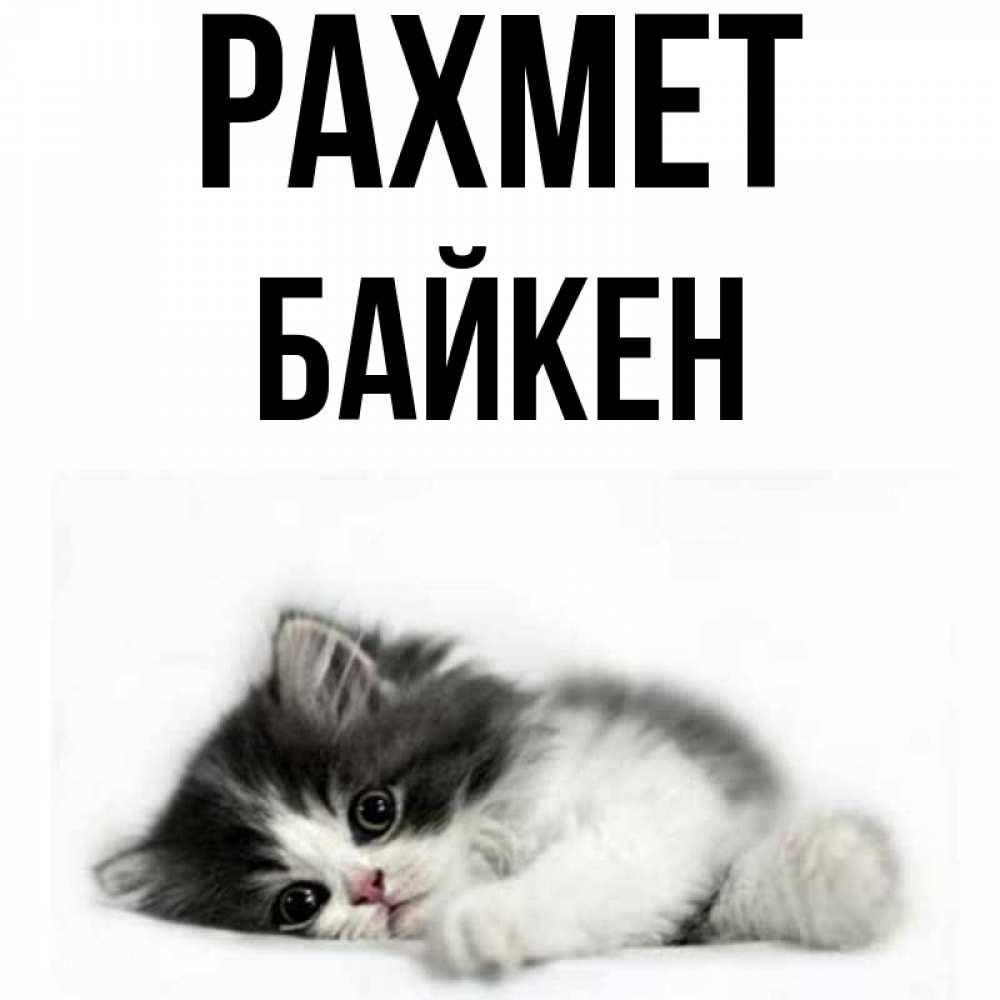 Күн сайын ашық хат с именем, Байкен рахмет черный и белый кот Онлайн тегін жүктеп алу тілектері бар керемет карта 
