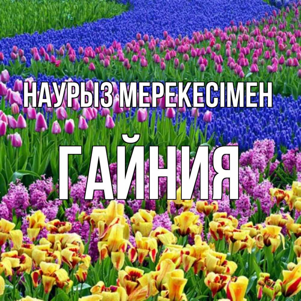 Күн сайын ашық хат с именем, ГАЙНИЯ Наурыз мерекесімен цветы Онлайн тегін жүктеп алу тілектері бар керемет карта 