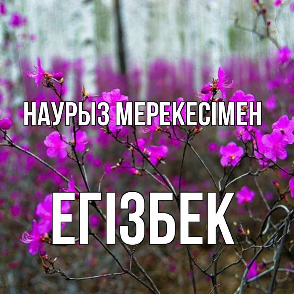 Күн сайын ашық хат с именем, Егізбек Наурыз мерекесімен дикие цветы Онлайн тегін жүктеп алу тілектері бар керемет карта 