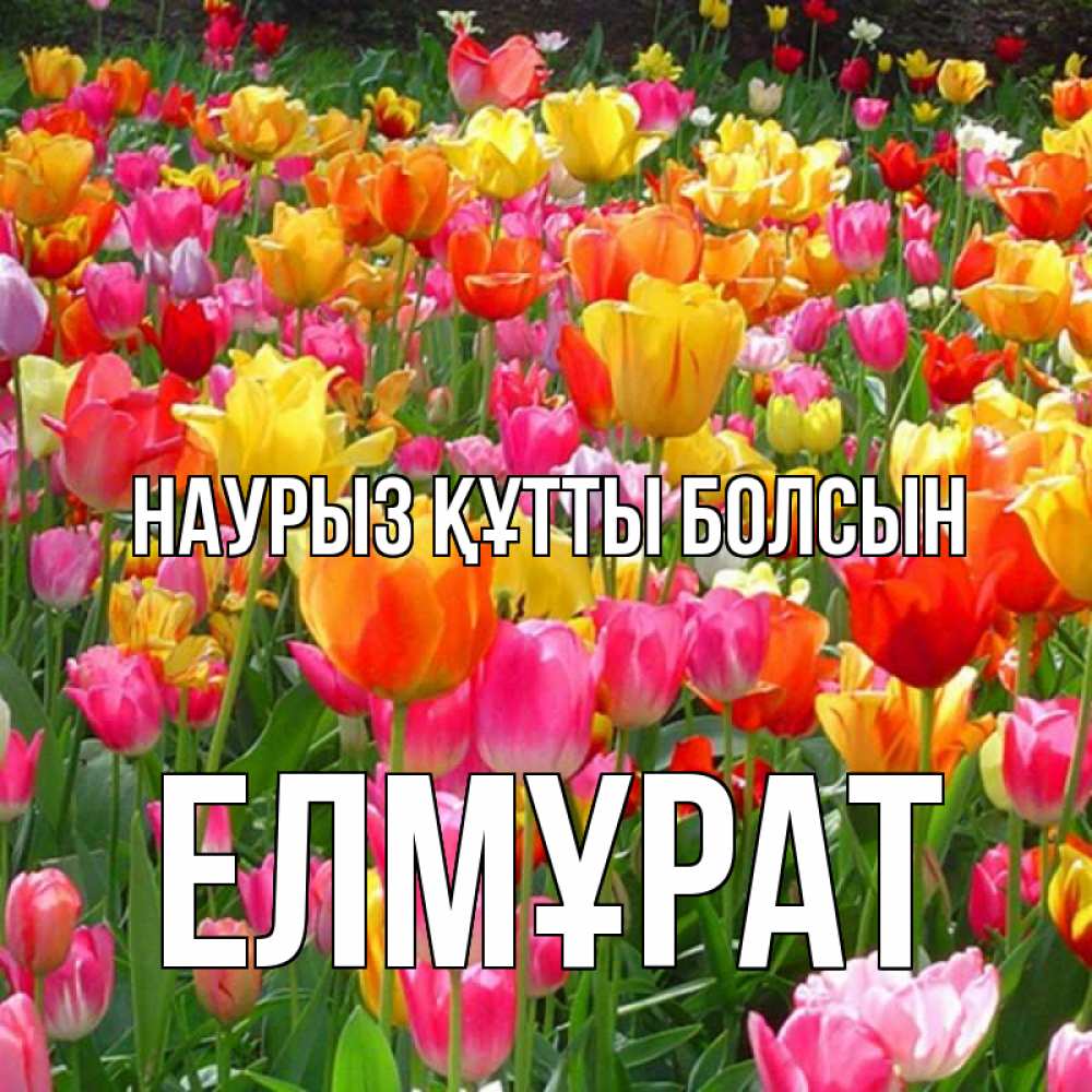 Күн сайын ашық хат с именем, Елмұрат Наурыз құтты болсын на наурыз  ура ура Онлайн тегін жүктеп алу тілектері бар керемет карта 