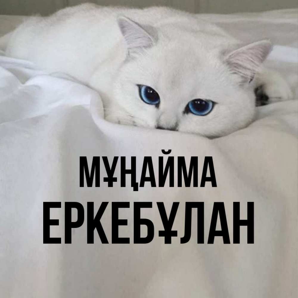 Күн сайын ашық хат с именем, Еркебұлан Мұңайма Голубоглазая кошка Онлайн тегін жүктеп алу тілектері бар керемет карта 
