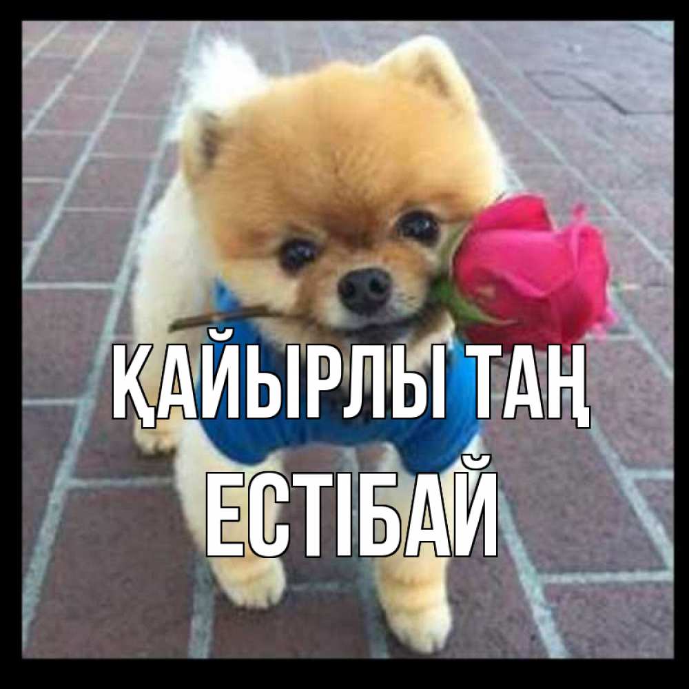 Күн сайын ашық хат с именем, Естібай Қайырлы таң роза в зубах Онлайн тегін жүктеп алу тілектері бар керемет карта 