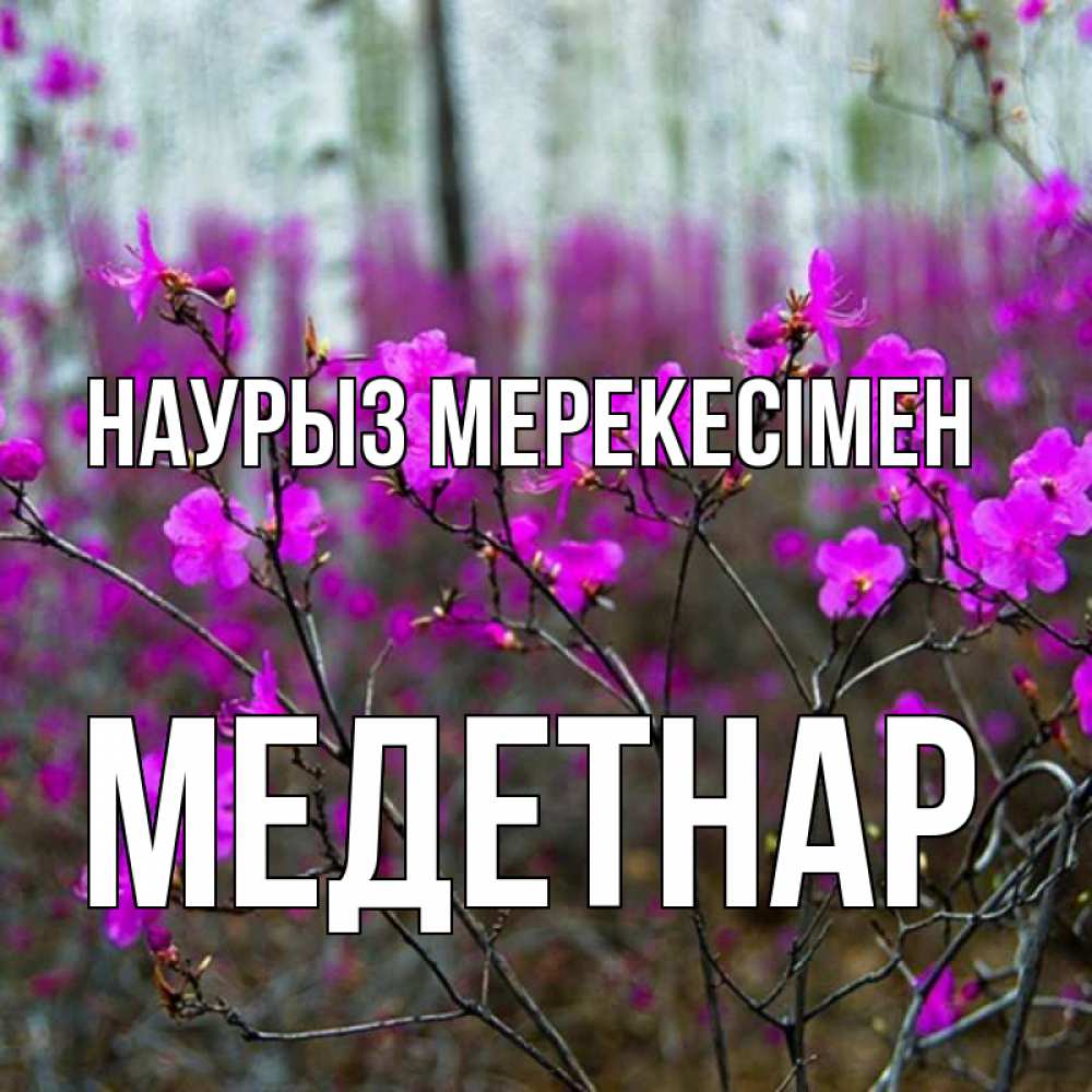 Күн сайын ашық хат с именем, МЕДЕТНАР Наурыз мерекесімен дикие цветы Онлайн тегін жүктеп алу тілектері бар керемет карта 