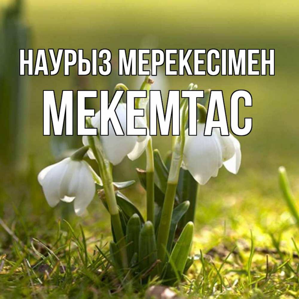 Күн сайын ашық хат с именем, МЕКЕМТАС Наурыз мерекесімен ранние цветы 2 Онлайн тегін жүктеп алу тілектері бар керемет карта 