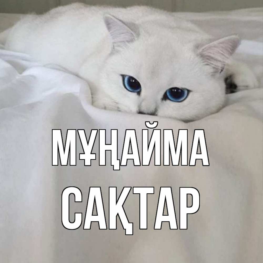 Күн сайын ашық хат с именем, САҚТАР Мұңайма белый кот с голубыми глазами на белоснежной кровати Онлайн тегін жүктеп алу тілектері бар керемет карта 