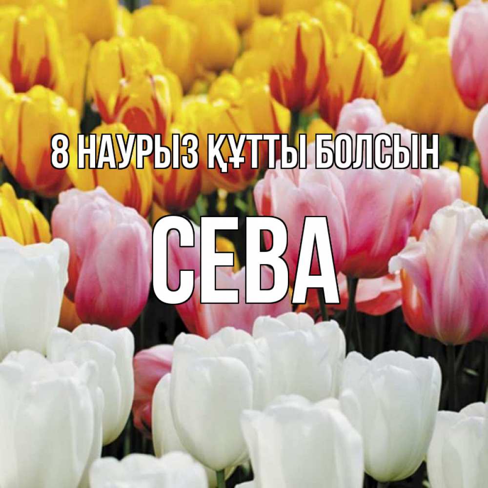 Күн сайын ашық хат с именем, Сева 8 наурыз құтты болсын разноцветные цветы Онлайн тегін жүктеп алу тілектері бар керемет карта 