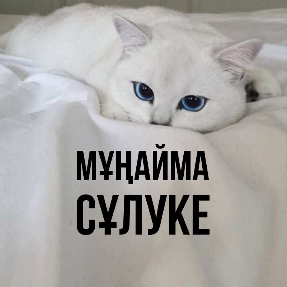 Күн сайын ашық хат с именем, СҰЛУКЕ Мұңайма Голубоглазая кошка Онлайн тегін жүктеп алу тілектері бар керемет карта 