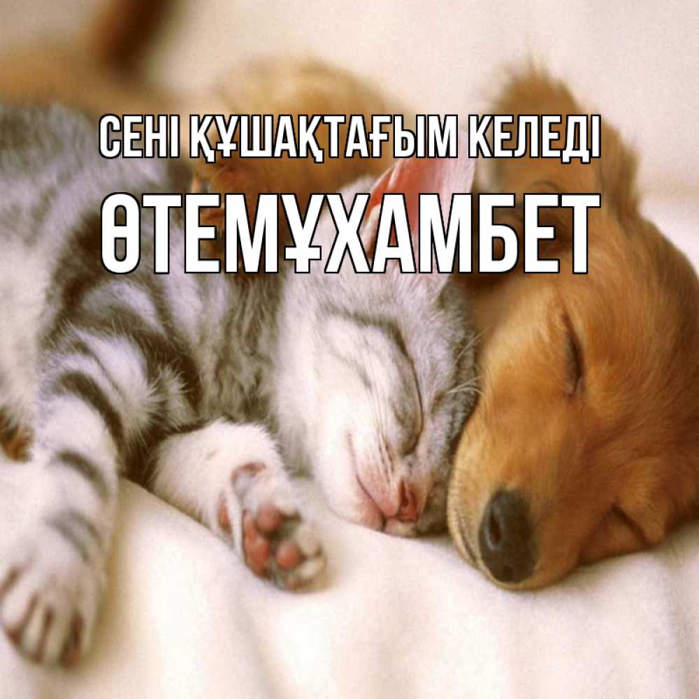 Күн сайын ашық хат с именем, ӨТЕМҰХАМБЕТ сені құшақтағым келеді пес и котенок Онлайн тегін жүктеп алу тілектері бар керемет карта 
