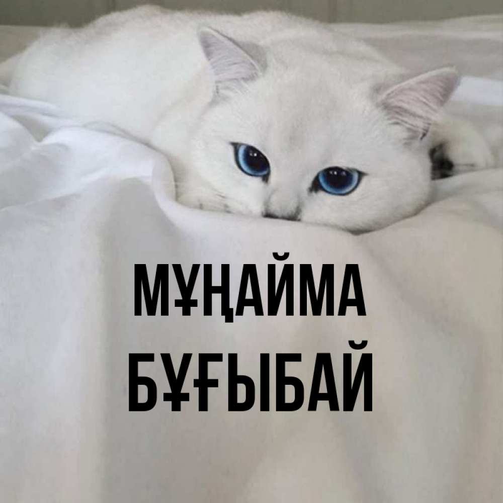 Күн сайын ашық хат с именем, Бұғыбай Мұңайма Голубоглазая кошка Онлайн тегін жүктеп алу тілектері бар керемет карта 