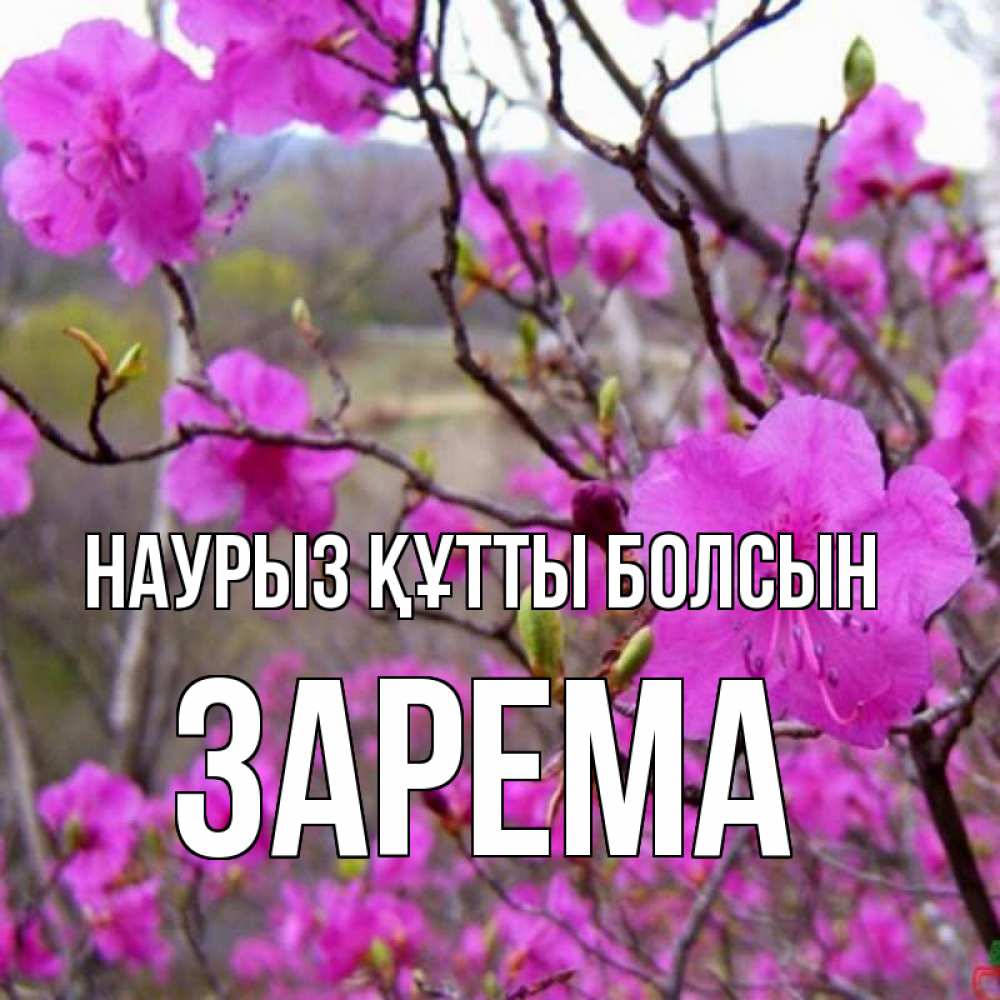 Күн сайын ашық хат с именем, ЗАРЕМА Наурыз құтты болсын наурыз мейрамы кутты болсын Онлайн тегін жүктеп алу тілектері бар керемет карта 