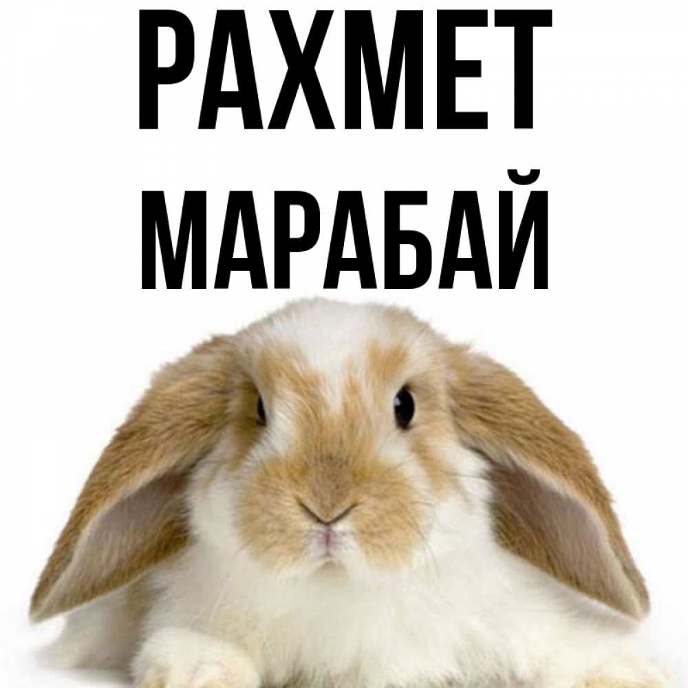 Күн сайын ашық хат с именем, МАРАБАЙ рахмет коричнево белый заяц Онлайн тегін жүктеп алу тілектері бар керемет карта 