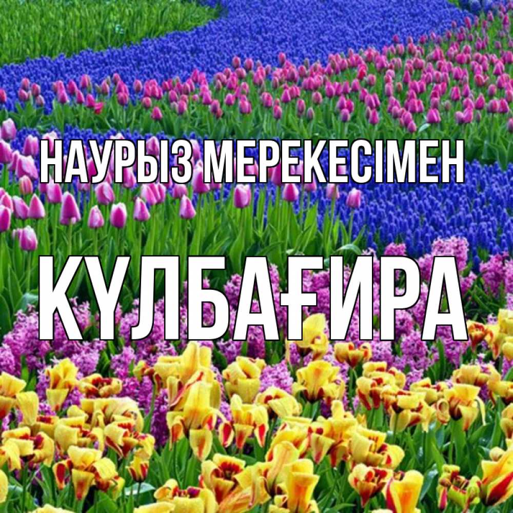 Күн сайын ашық хат с именем, КҮЛБАҒИРА Наурыз мерекесімен цветы Онлайн тегін жүктеп алу тілектері бар керемет карта 