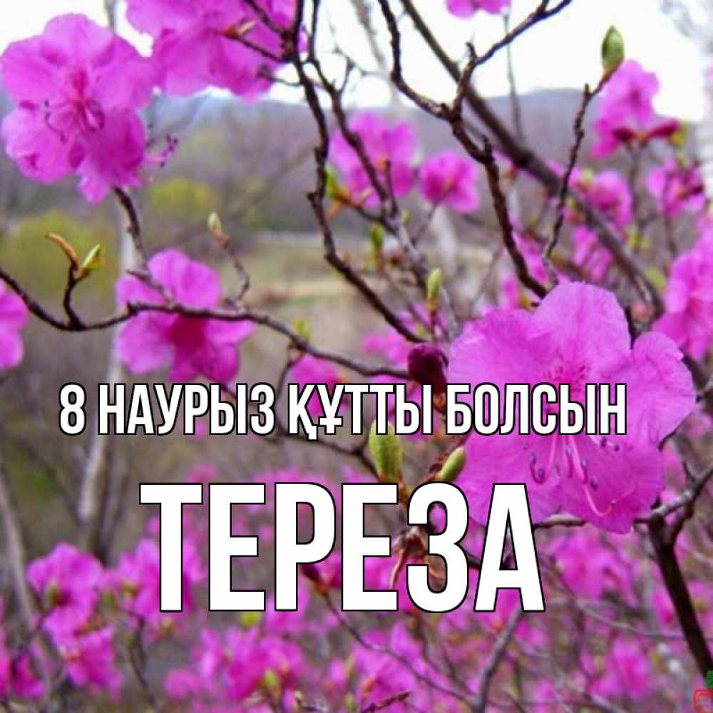 Күн сайын ашық хат с именем, Тереза 8 наурыз құтты болсын международный женский день Онлайн тегін жүктеп алу тілектері бар керемет карта 