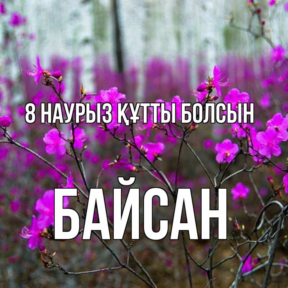 Күн сайын ашық хат с именем, Байсан 8 наурыз құтты болсын дикие цветы Онлайн тегін жүктеп алу тілектері бар керемет карта 