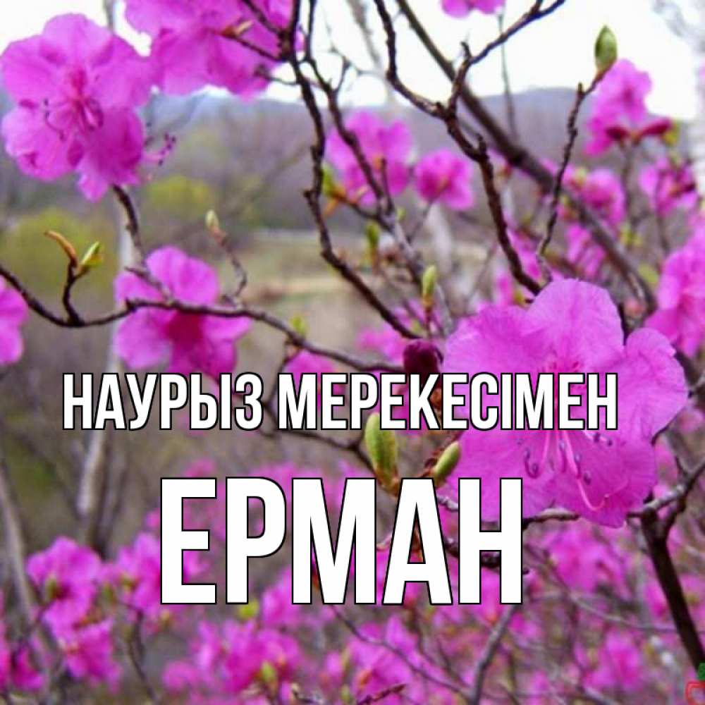 Күн сайын ашық хат с именем, Ерман Наурыз мерекесімен праздник весны наурыз Онлайн тегін жүктеп алу тілектері бар керемет карта 