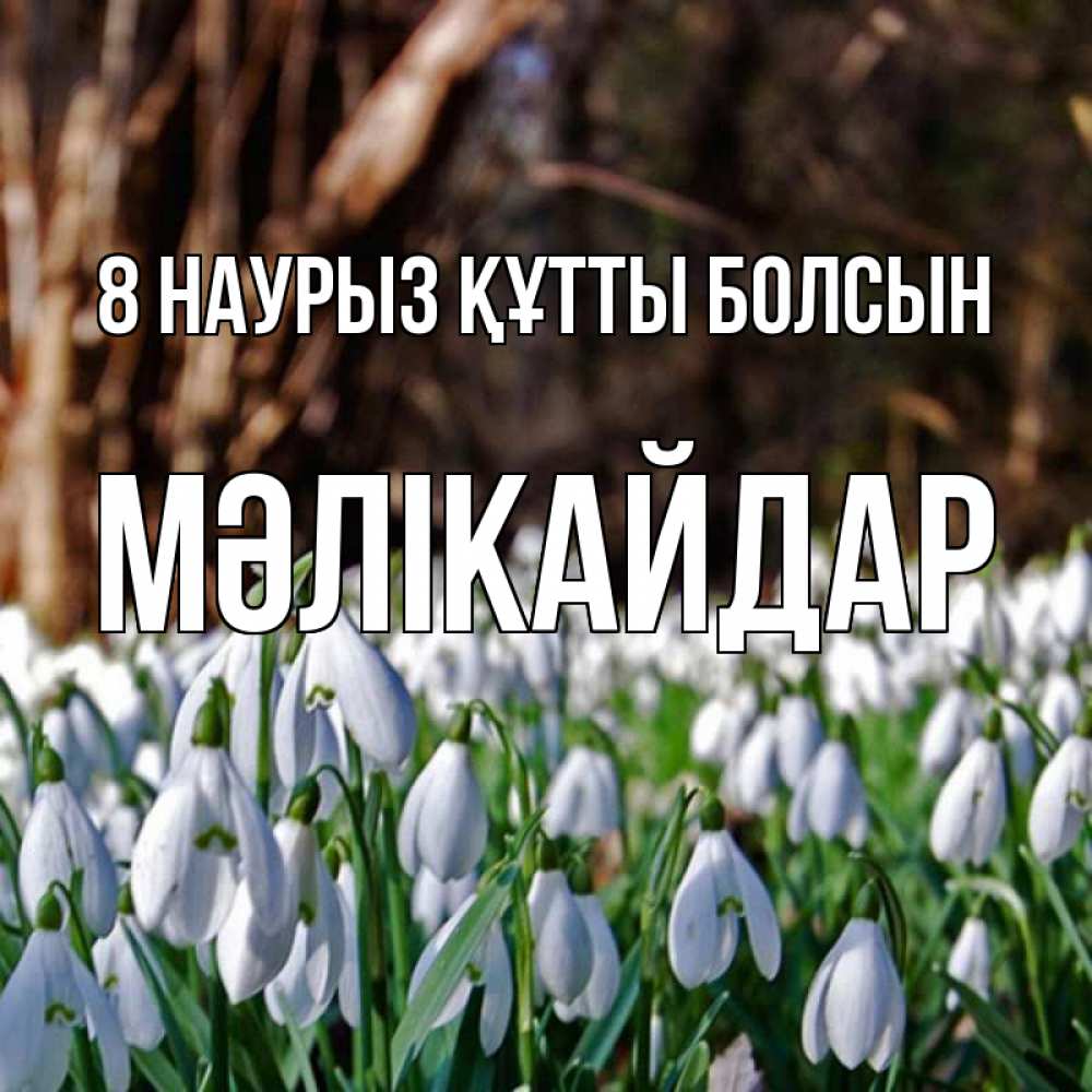 Күн сайын ашық хат с именем, МӘЛІКАЙДАР 8 наурыз құтты болсын с подснежниками 1 Онлайн тегін жүктеп алу тілектері бар керемет карта 