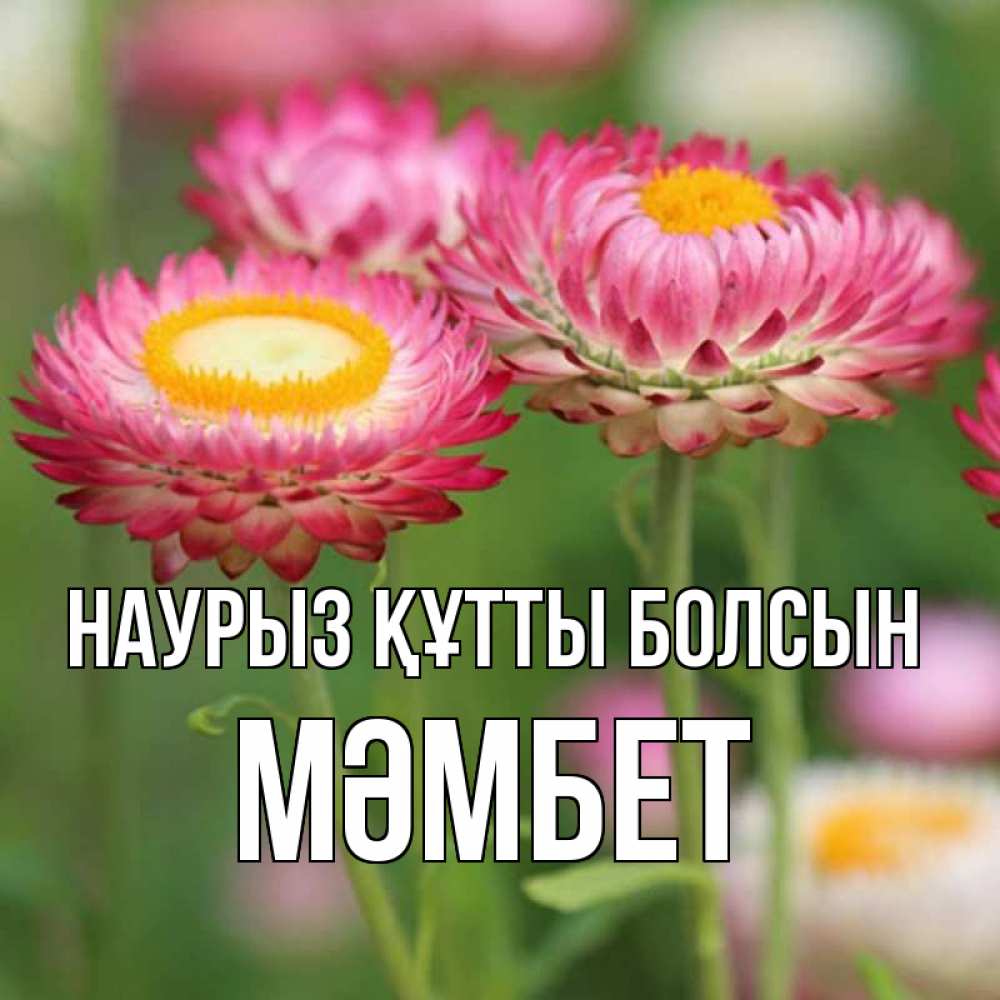 Күн сайын ашық хат с именем, МӘМБЕТ Наурыз құтты болсын подарок на международный женский день Онлайн тегін жүктеп алу тілектері бар керемет карта 