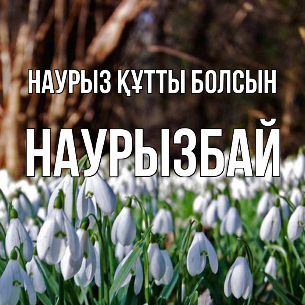 Күн сайын ашық хат с именем, Наурызбай Наурыз құтты болсын с подснежниками 1 Онлайн тегін жүктеп алу тілектері бар керемет карта 
