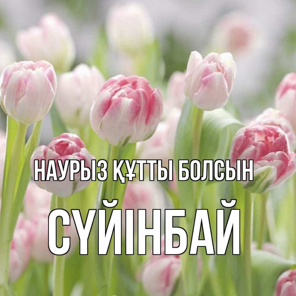 Күн сайын ашық хат с именем, СҮЙІНБАЙ Наурыз құтты болсын цветы Онлайн тегін жүктеп алу тілектері бар керемет карта 
