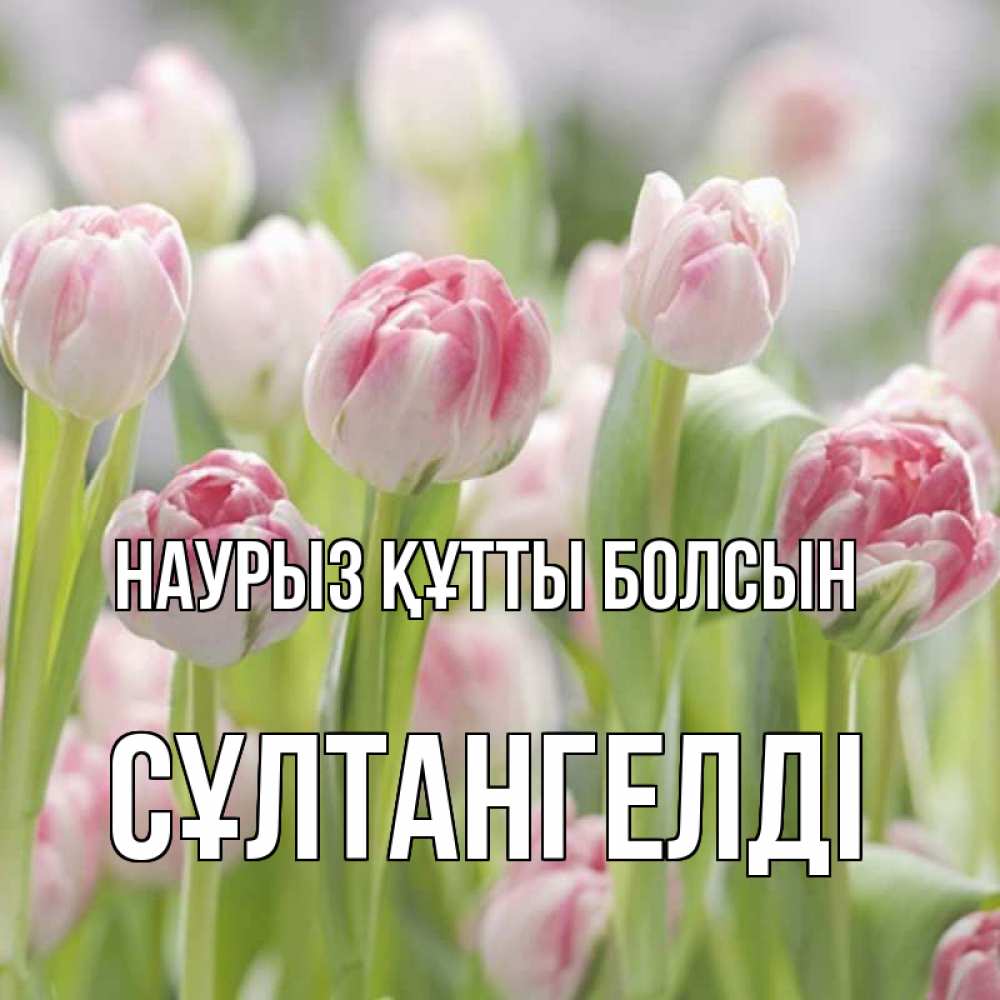 Күн сайын ашық хат с именем, СҰЛТАНГЕЛДІ Наурыз құтты болсын цветы Онлайн тегін жүктеп алу тілектері бар керемет карта 