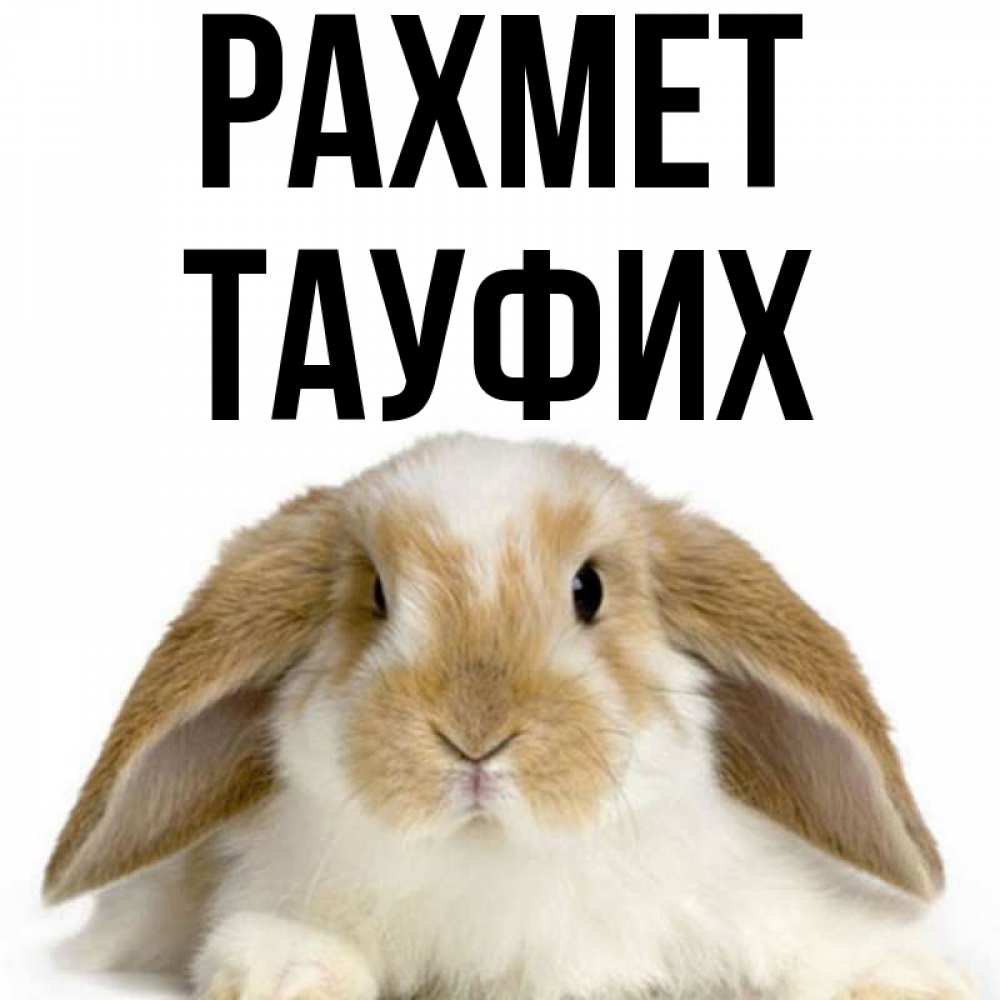 Күн сайын ашық хат с именем, ТАУФИХ рахмет коричнево белый заяц Онлайн тегін жүктеп алу тілектері бар керемет карта 