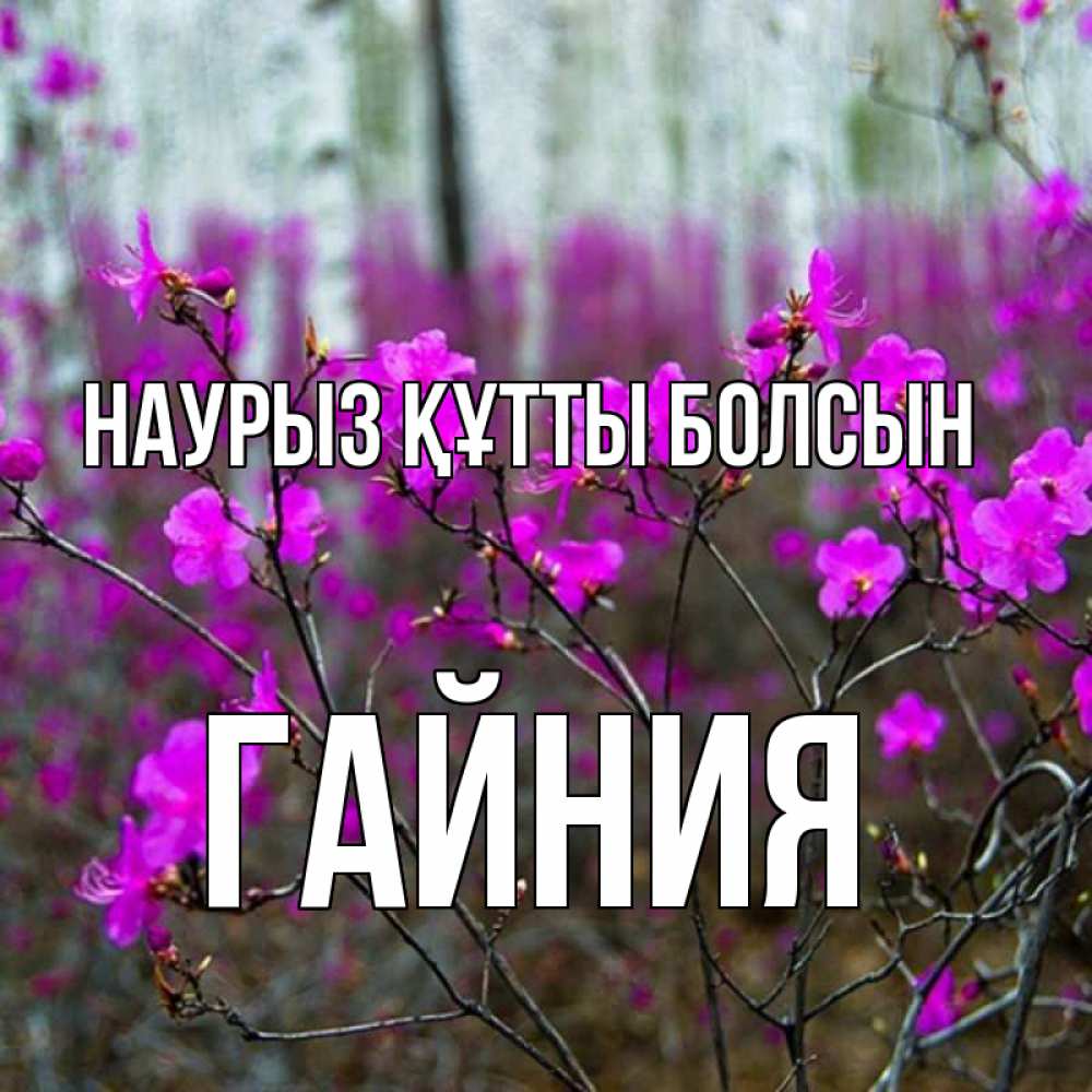 Күн сайын ашық хат с именем, ГАЙНИЯ Наурыз құтты болсын дикие цветы Онлайн тегін жүктеп алу тілектері бар керемет карта 