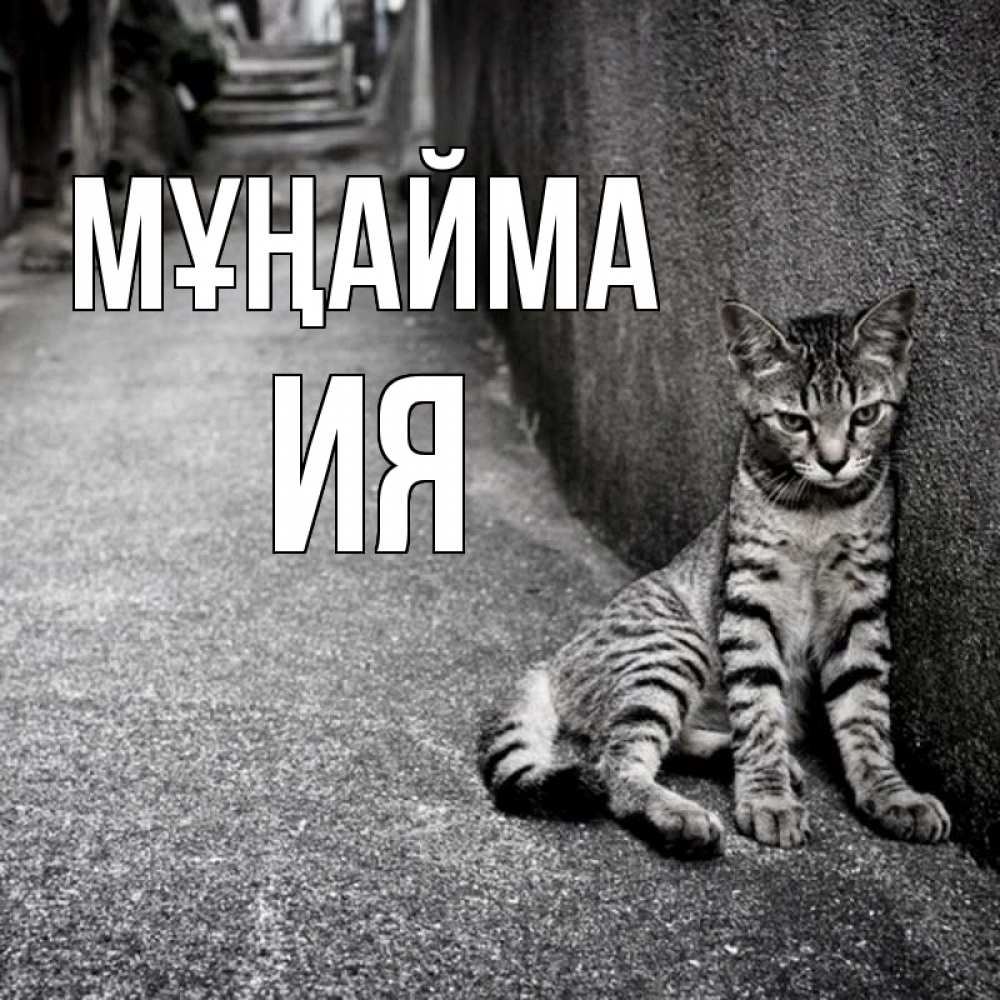 Күн сайын ашық хат с именем, Ия Мұңайма скучающий котик Онлайн тегін жүктеп алу тілектері бар керемет карта 