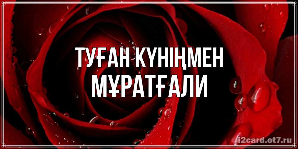 Күн сайын ашық хат с именем, Мұратғали Туған күніңмен крупная бордовая роза Онлайн тегін жүктеп алу тілектері бар керемет карта 