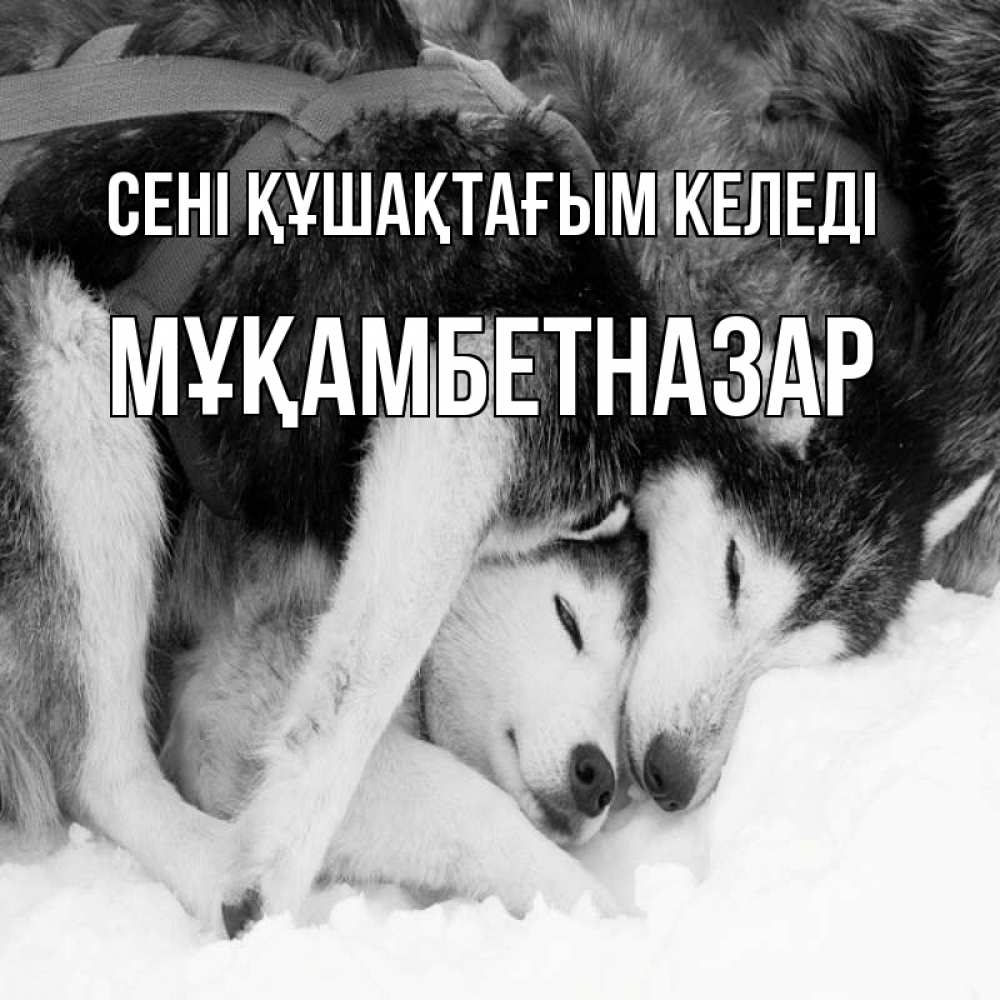 Күн сайын ашық хат с именем, Мұқамбетназар сені құшақтағым келеді собачки в упряжке Онлайн тегін жүктеп алу тілектері бар керемет карта 