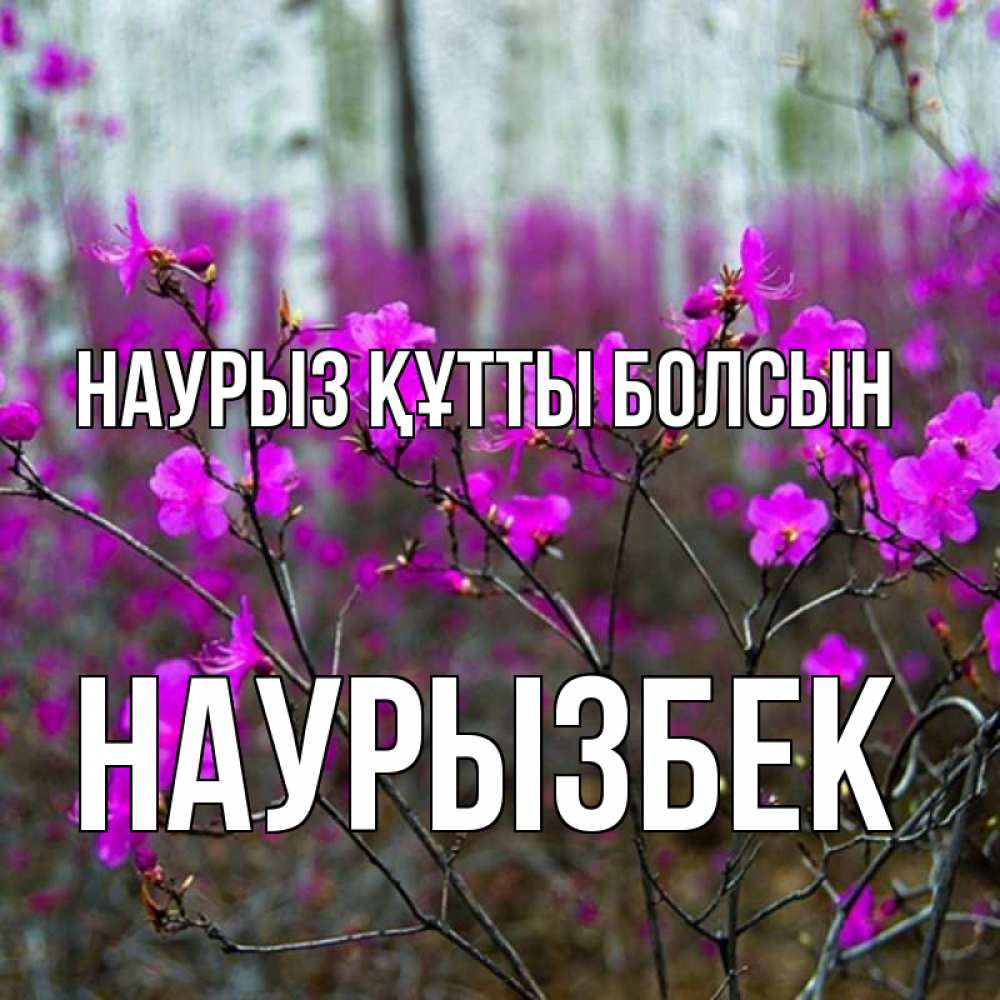 Күн сайын ашық хат с именем, Наурызбек Наурыз құтты болсын дикие цветы Онлайн тегін жүктеп алу тілектері бар керемет карта 
