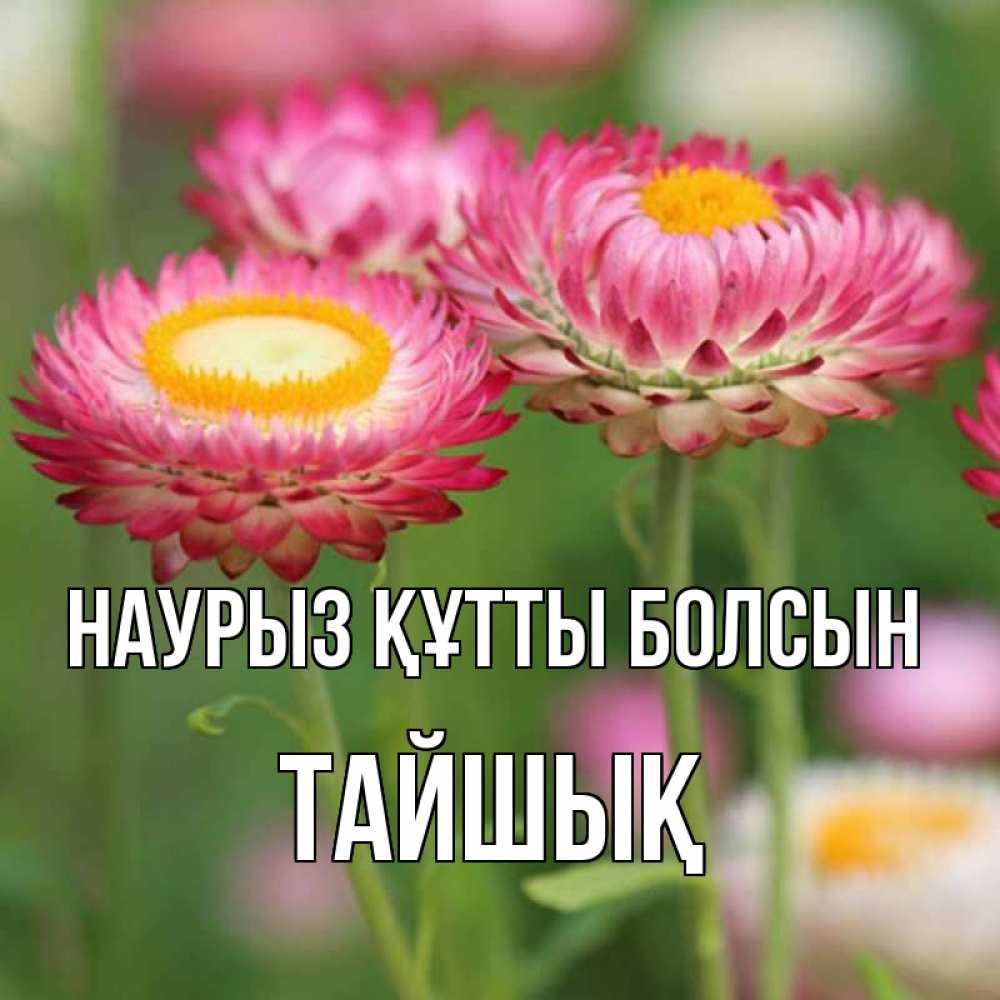 Күн сайын ашық хат с именем, ТАЙШЫҚ Наурыз құтты болсын подарок на международный женский день Онлайн тегін жүктеп алу тілектері бар керемет карта 