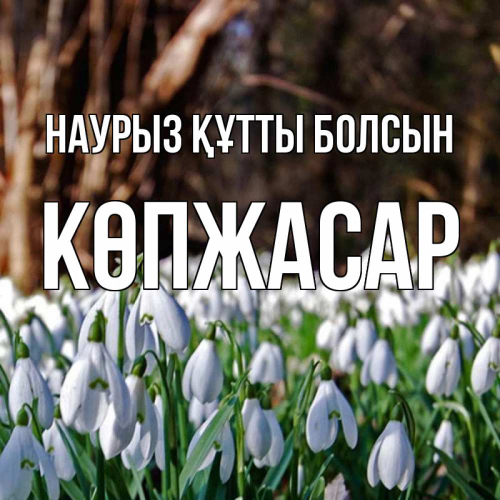 Күн сайын ашық хат с именем, Көпжасар Наурыз құтты болсын с подснежниками 1 Онлайн тегін жүктеп алу тілектері бар керемет карта 