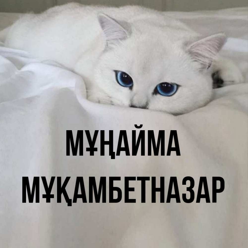 Күн сайын ашық хат с именем, Мұқамбетназар Мұңайма Голубоглазая кошка Онлайн тегін жүктеп алу тілектері бар керемет карта 