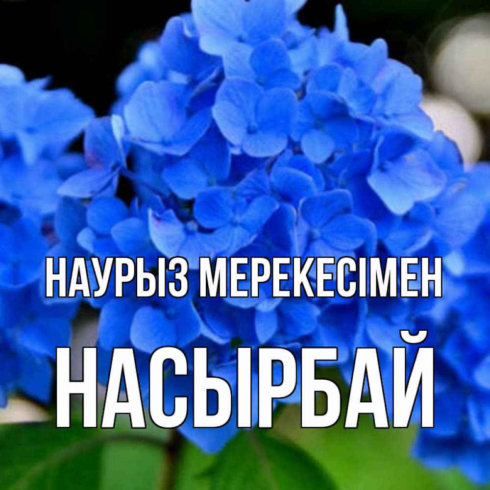 Күн сайын ашық хат с именем, Насырбай Наурыз мерекесімен синие цветы Онлайн тегін жүктеп алу тілектері бар керемет карта 
