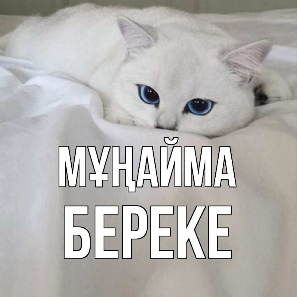 Күн сайын ашық хат с именем, Береке Мұңайма белый кот с голубыми глазами на белоснежной кровати Онлайн тегін жүктеп алу тілектері бар керемет карта 