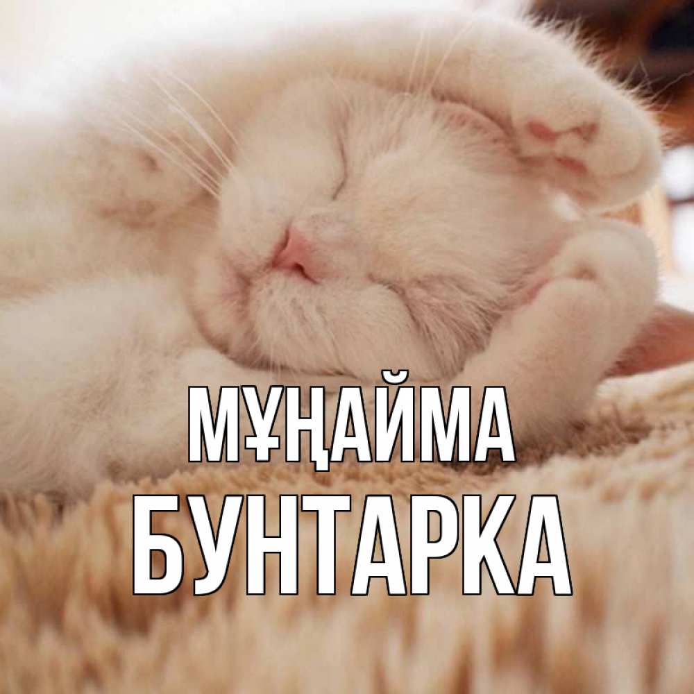 Күн сайын ашық хат с именем, Бунтарка Мұңайма белый кот Онлайн тегін жүктеп алу тілектері бар керемет карта 